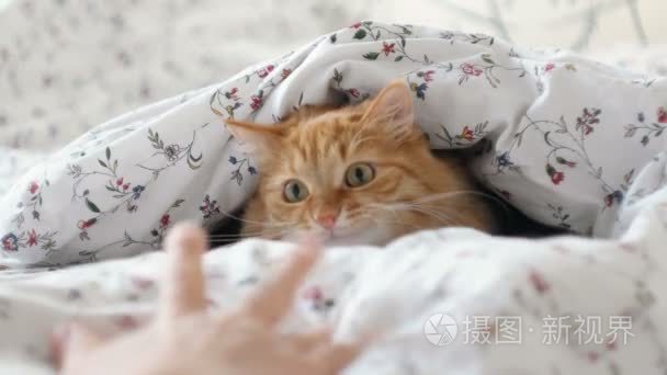 可爱的姜猫躺在床上。蓬松的宠物藏在毯子下，好奇地看移动手。温馨的家庭背景，与有趣的宠物