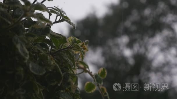 雨。森林。在雨中的绿叶。夏天的雨。潮湿的树叶。潮湿的草地。阴。潮湿的天气。瓢泼大雨