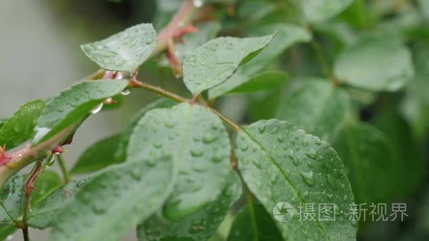 雨。森林。在雨中的绿叶。夏天的雨。潮湿的树叶。潮湿的草地。阴。潮湿的天气。瓢泼大雨