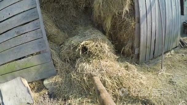 农民干草干草在畜棚中的视角视频