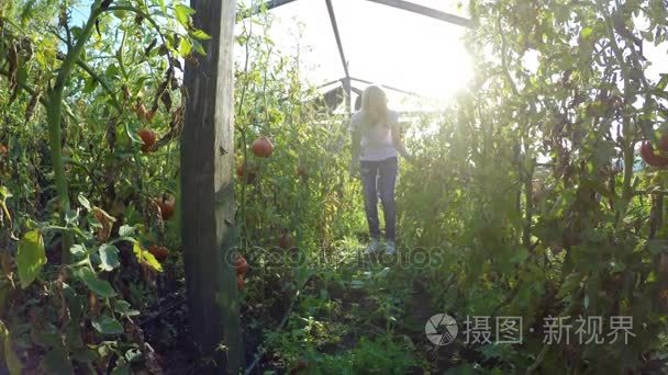 年轻女农民企业家温室番茄种植检测