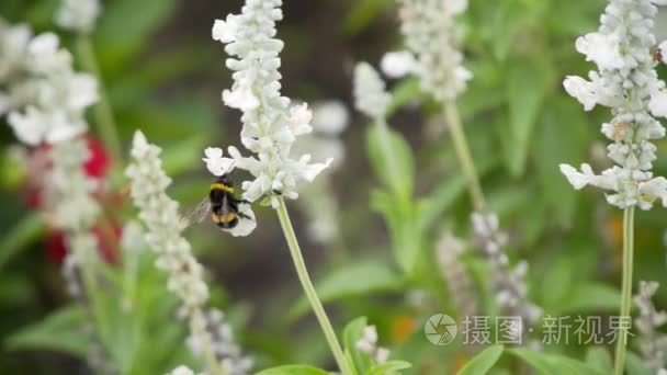 蜜蜂在白色花朵上采集花蜜视频