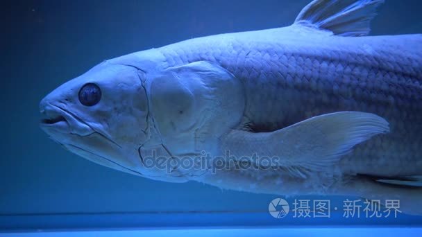 尾鱼并且视频素材