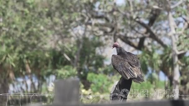 黑秃鹫在超慢运动中飞行视频