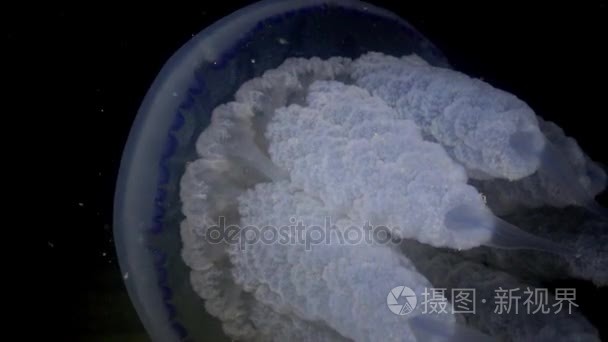 桶式水母 (Rhizostoma pulmo) 在水柱中游泳  中枪