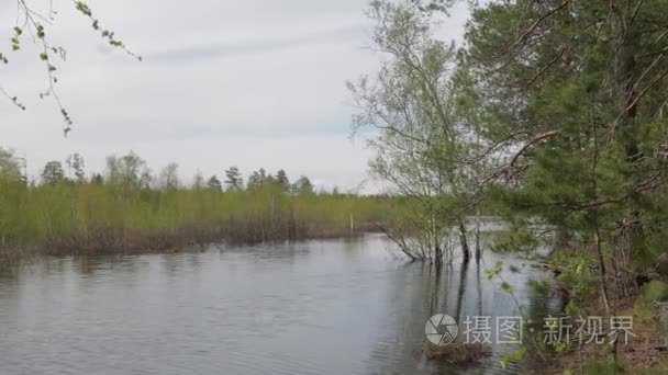 西伯利亚针叶河洪水淹没全景视频