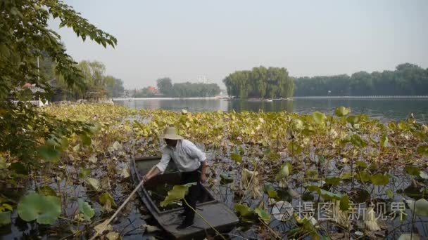 中国-9月 082017: 辽阔的莲花池  渔夫在北京的木船清洁湖