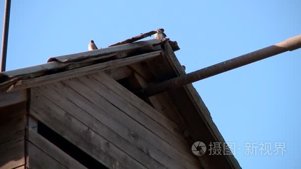 仓库屋顶上的一群麻雀视频