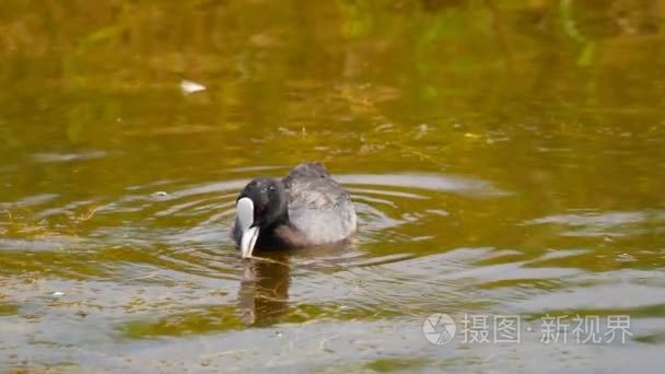 黑鸭在池塘里游泳视频