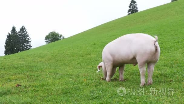 粉红猪散步和吃根在绿色草甸在奥地利的山