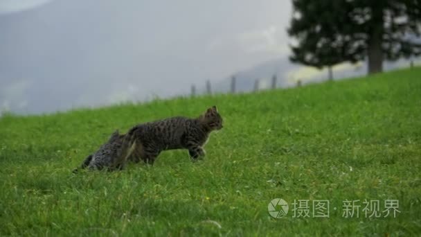 两只顽皮的小灰猫在奥地利山区的绿色草地上玩耍和奔跑。慢动作