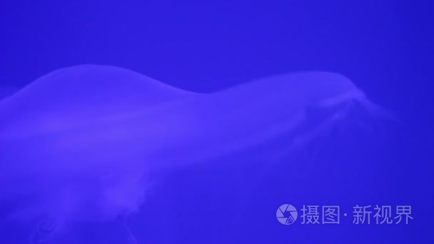 蓝色背景上的水母视频