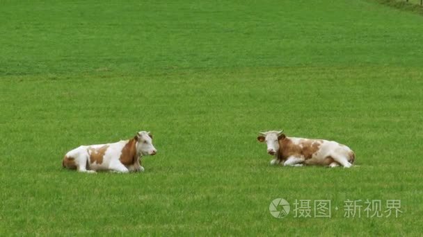 牛躺在高山牧场的青草上