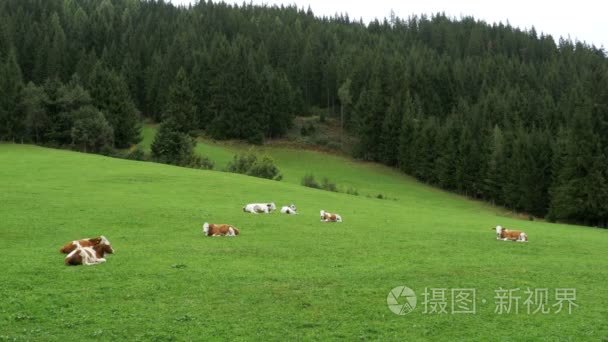 牛躺在高山牧场的青草上