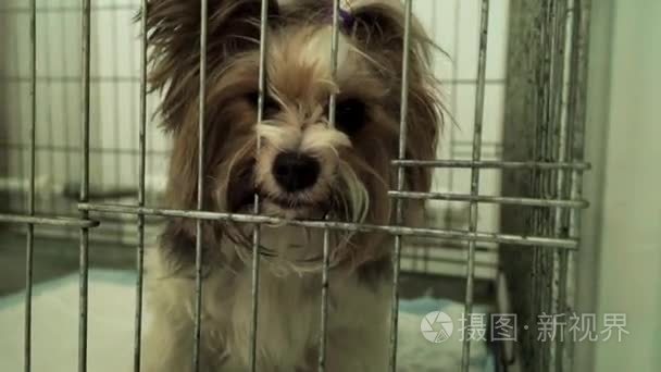 在动物收容所的笼子里的毛茸茸的狗