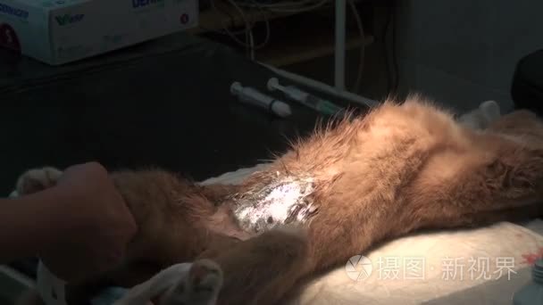 猫腹部手术后