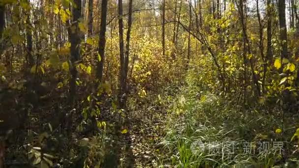 漫步在秋日森林的灌木丛中视频
