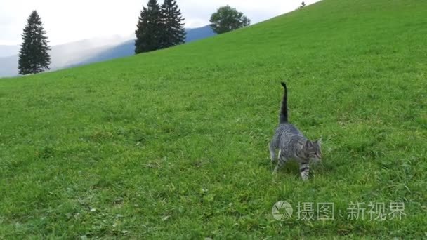 两只顽皮的小灰猫在奥地利山区的绿色草地上玩耍和奔跑。慢动作