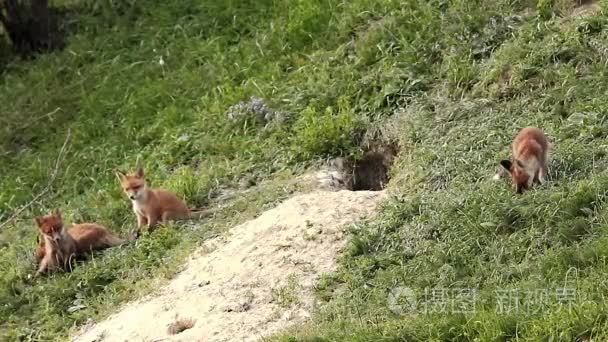 欧洲野狐幼崽视频