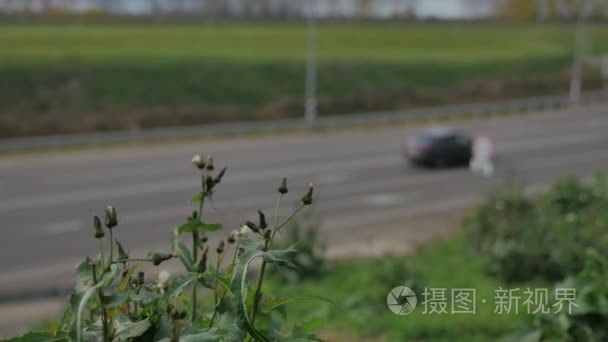 草和花生长在道路交通附近的汽车交通。蜜蜂授粉的鲜花旁边的高速公路奥托巴恩污染自动的环境