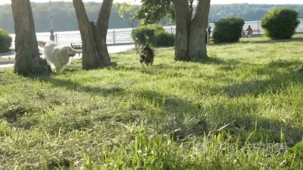 金毛猎犬与奇瓦瓦在公园玩耍视频