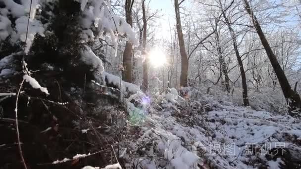 太阳和森林与雪在冬季相机移动  hd