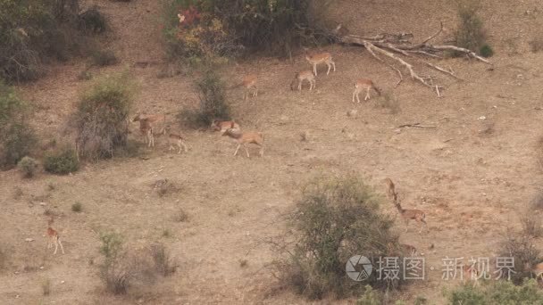 小鹿吼叫女性视频