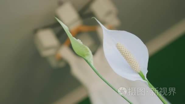 白色巨人与绿叶在开花视频