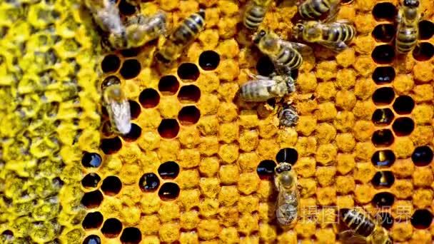 蜜蜂生产蜂蜜视频