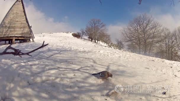 雪鸽啄食玉米视频