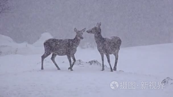 鹿在冬天雪漫步视频