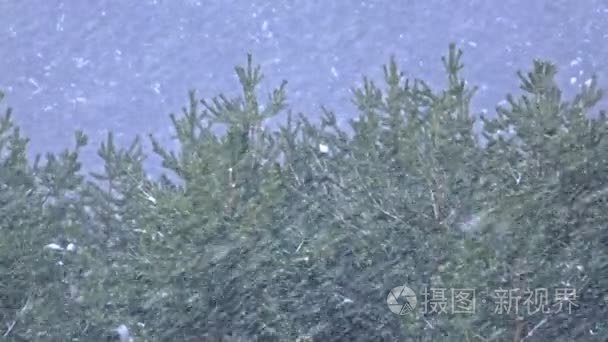 冬季森林大到暴雪视频