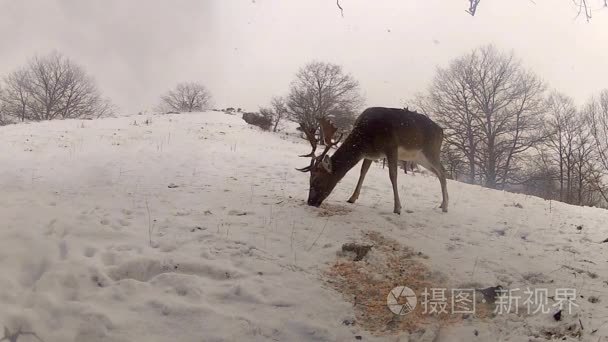 冬季饲养的鹿群视频