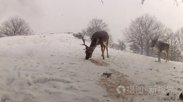 冬季饲养的鹿群视频