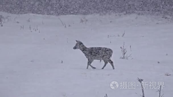 冬季雪暴雪喂养鹿视频