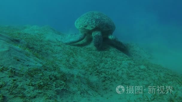 大绿海龟 海龟海龟 在沙地上吃海草, 红海, 马萨阿拉姆阿拉姆, 阿布 Dabab, 埃及视频