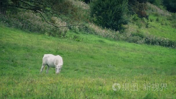 白马牧场放牧视频