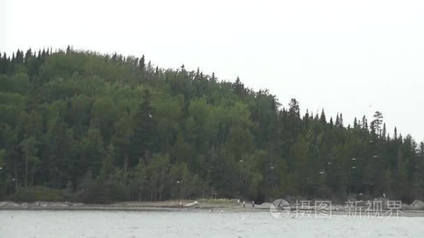 一群海鸥在海湾上空飞翔  而人们则漫步在魁北克的一大片土地上。