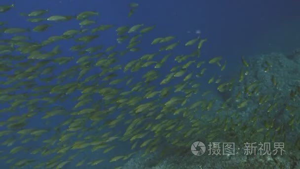 地中海鲷的巨型奶牛学校视频