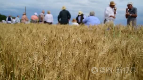 金黄五谷的领域与人在背景  2017年7月1日  尼亚宁  伏丁那  塞尔维亚