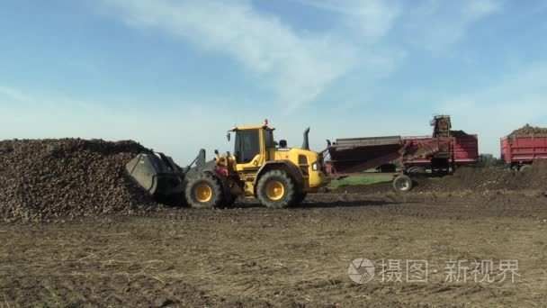 奥洛穆茨  捷克共和国  2017年10月20日: 收获糖新鲜甜菜β在现场  加载圆锥块茎成熟  沃尔沃装载机从一个大桩加分拣和