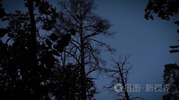 夜间恐怖森林的拍摄视频