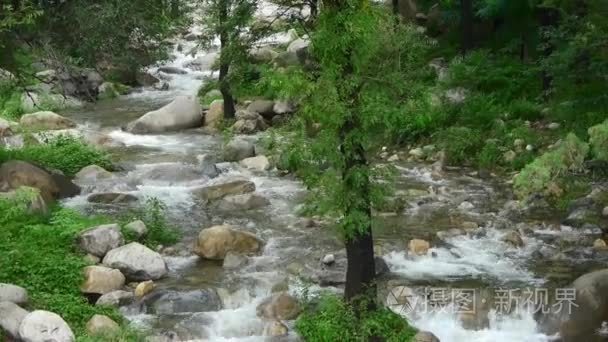 山小河小河从森林和灌木视频