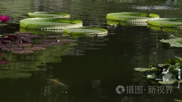 锦鲤在莉莉垫池塘视频