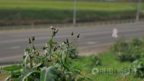 草和花生长在道路交通附近的汽车交通。蜜蜂授粉的鲜花旁边的高速公路汽车污染的汽车环境