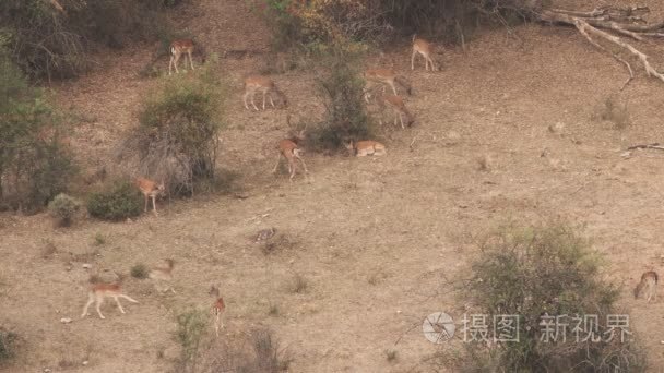 小鹿吼叫女性视频