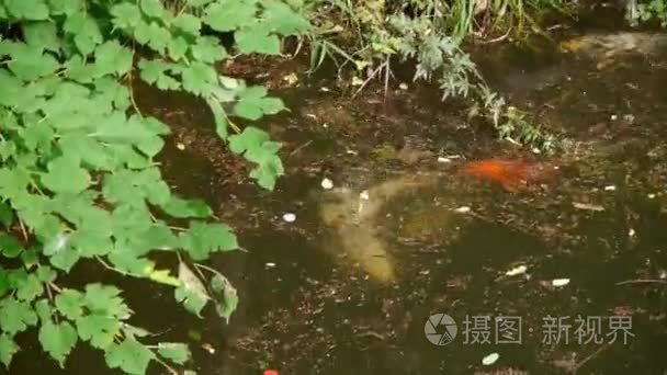 彩鲤追逐求偶水下视频