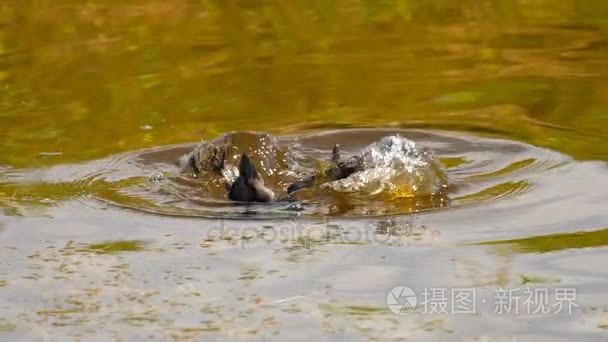 黑鸭在池塘里游泳视频