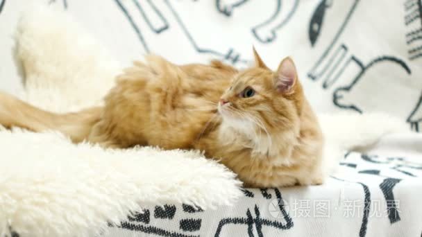 可爱的姜猫躺在床上。在舒适的家庭背景的好奇宠物毛茸茸