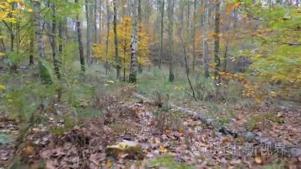 森林中的树叶的摄影机运动
